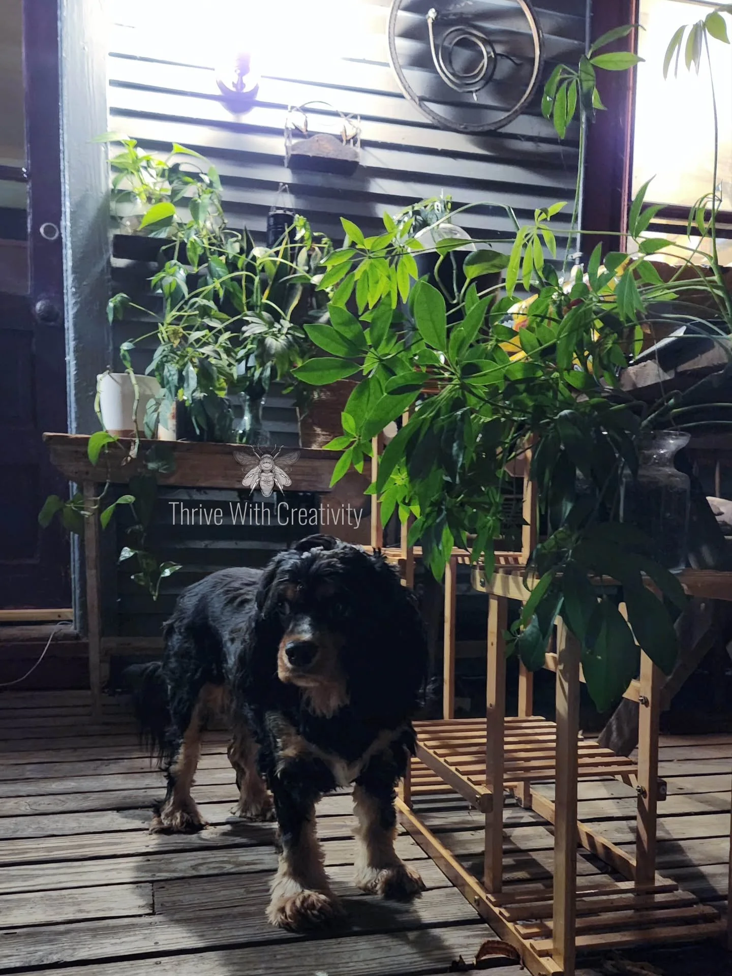 I lost almost all of my plants for various reasons (a war with mice, for one) but I am ready to start over my plant family and it feels so good. First repot happened in Aug and they&rsquo;re so much happier now 
_
#plants #plantfamily #nature #eARTh 