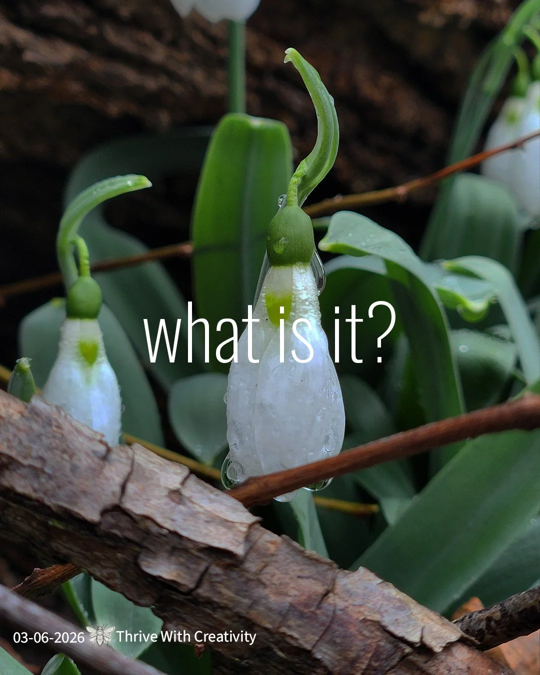 Snowdrops