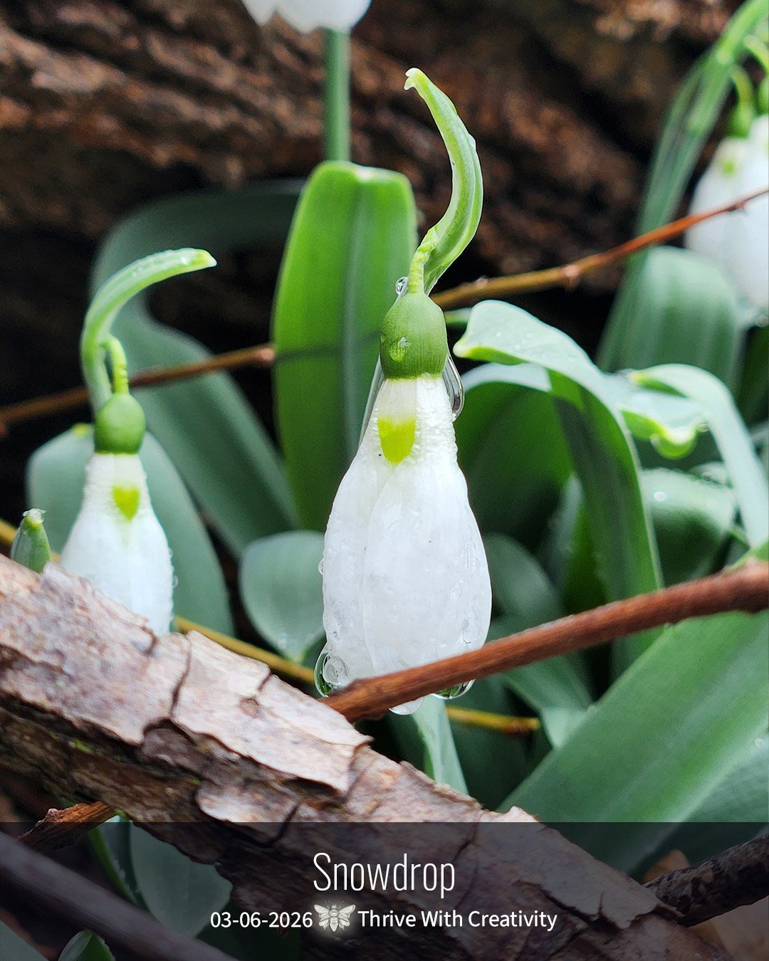 2026-03-06 what is it ◇ snowdrop 2.jpg