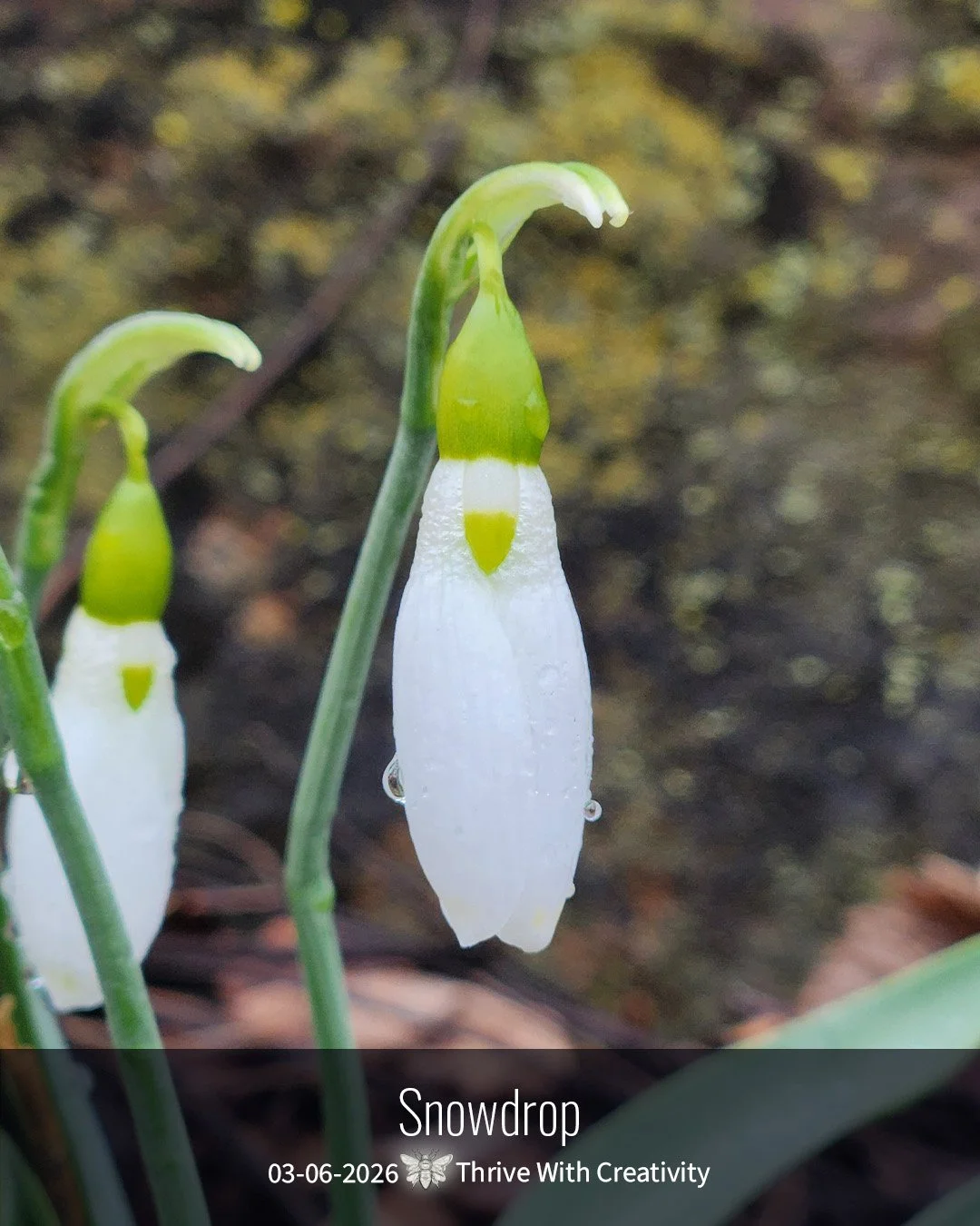 2026-03-06 what is it ◇ snowdrop 3.jpg
