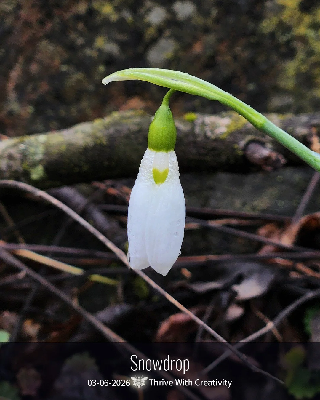 2026-03-06 what is it ◇ snowdrop 4.jpg