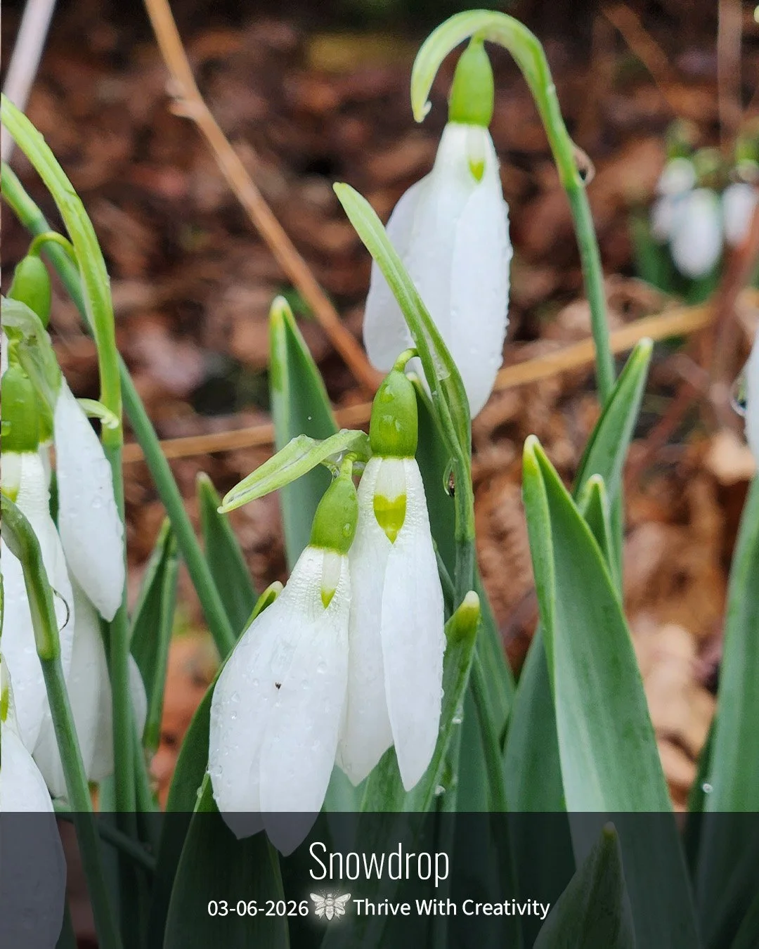 2026-03-06 what is it ◇ snowdrop 5.jpg