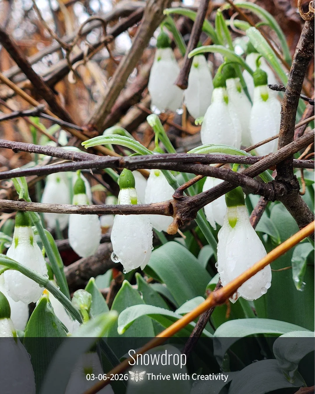 2026-03-06 what is it ◇ snowdrop 6.jpg