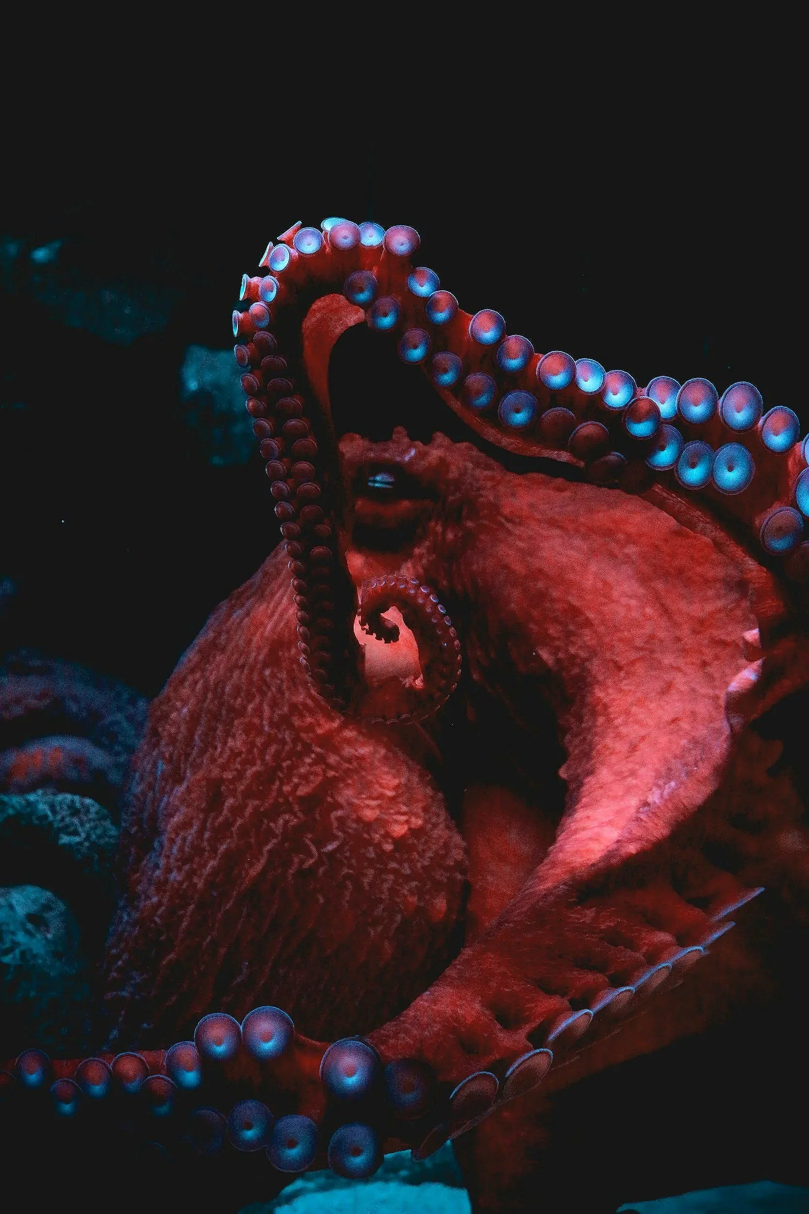 Preface — The Eight-Legged Octopus