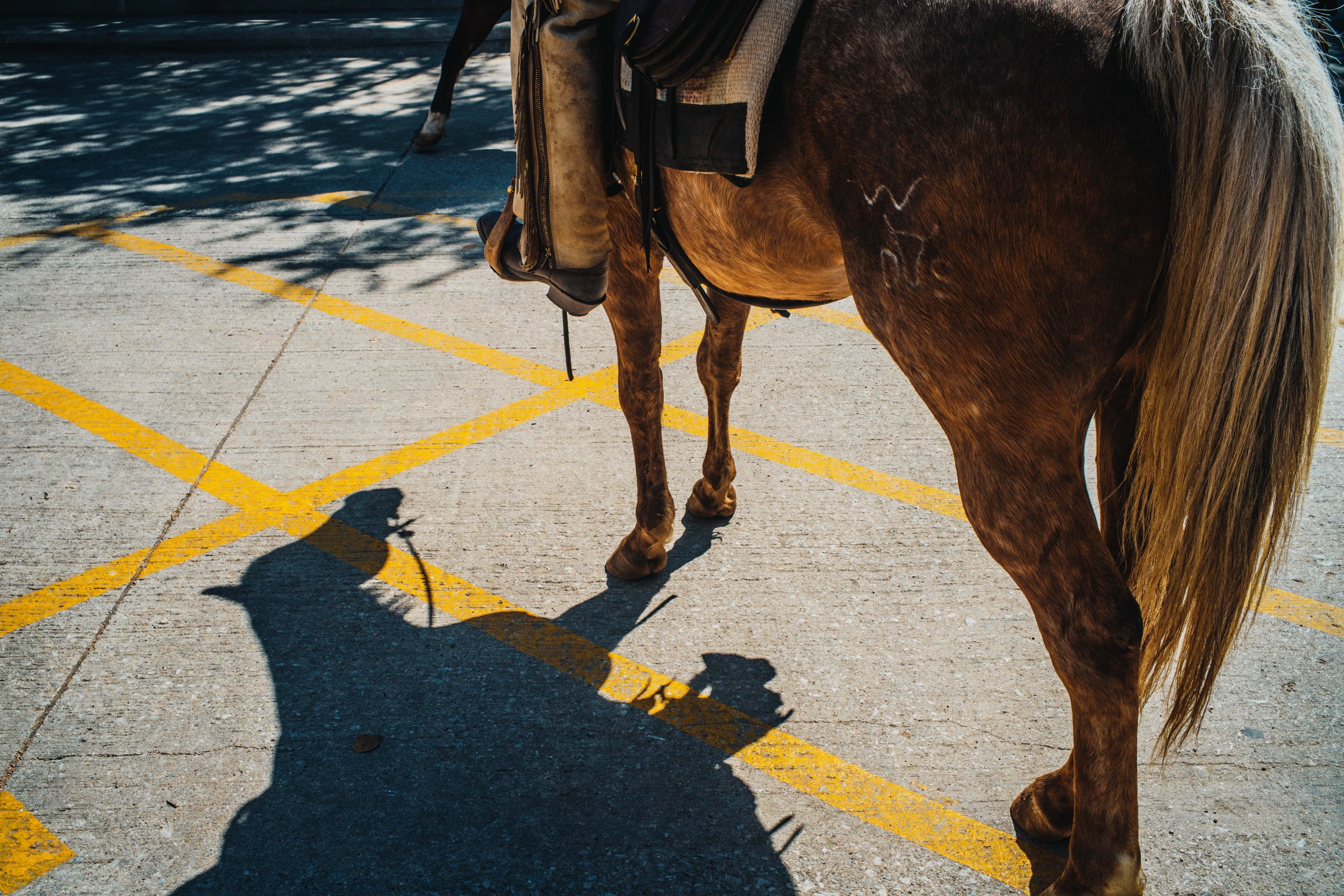 Parked Horse