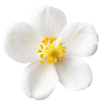 White flower with yellow center