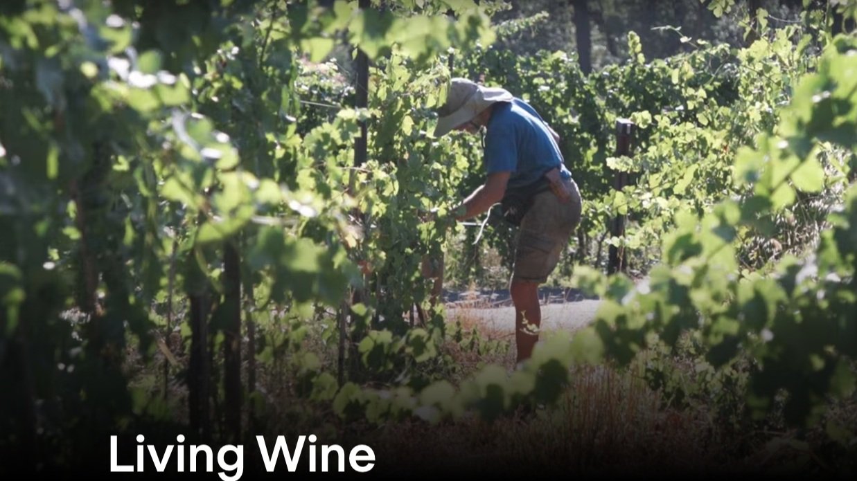 Learning About Natural Wines