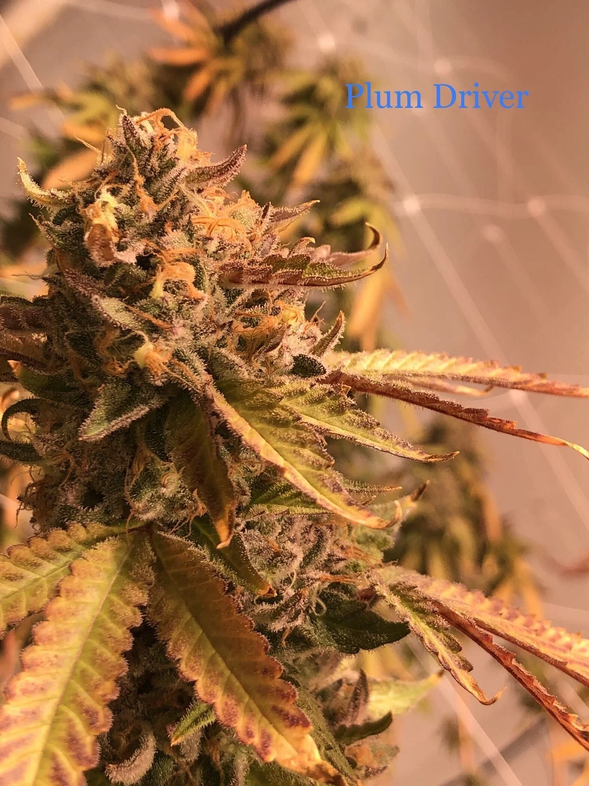 Plum Driver &amp; The Importance of Terpene Analysis