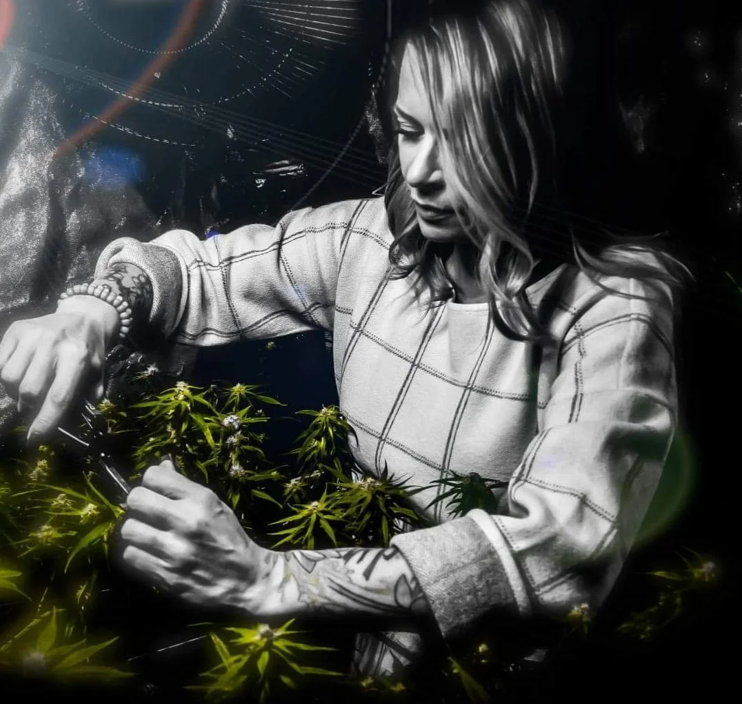 The Origins of Cannabis Cultivation