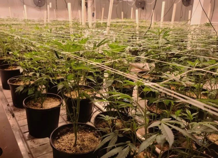 The History of Trellising Plants and Cannabis