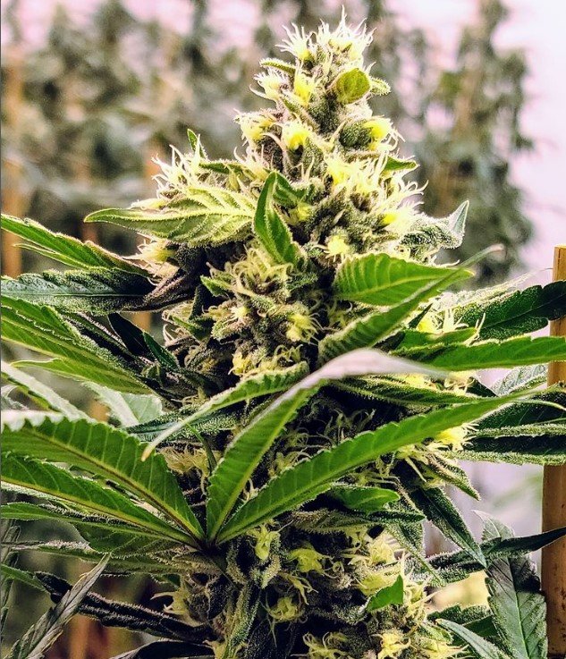 The Roles of Phosphorus and Potassium in Your Cannabis Grow