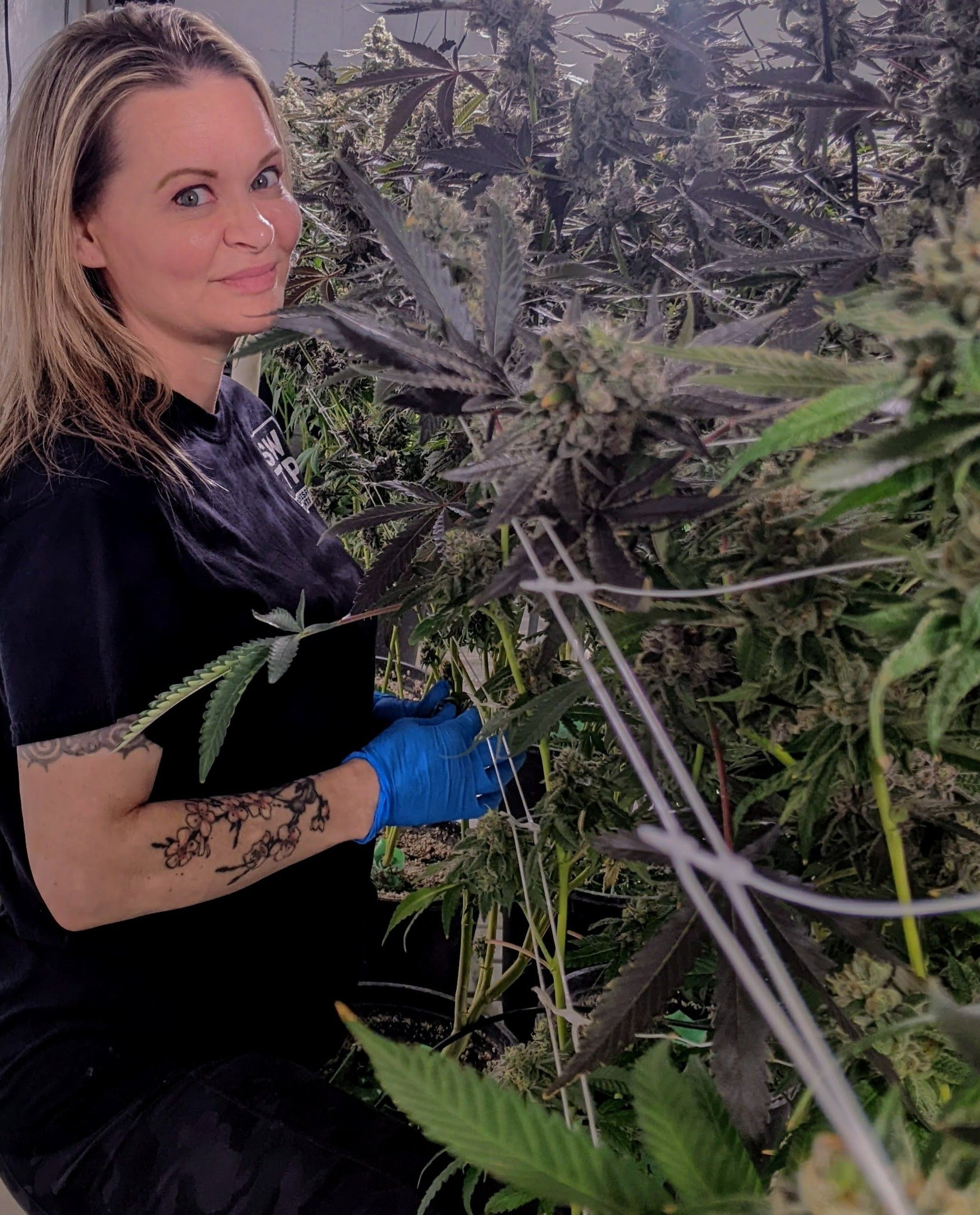 SWTP | She Whispers To Plants | Cannabis Cultivation Consultant & Educator