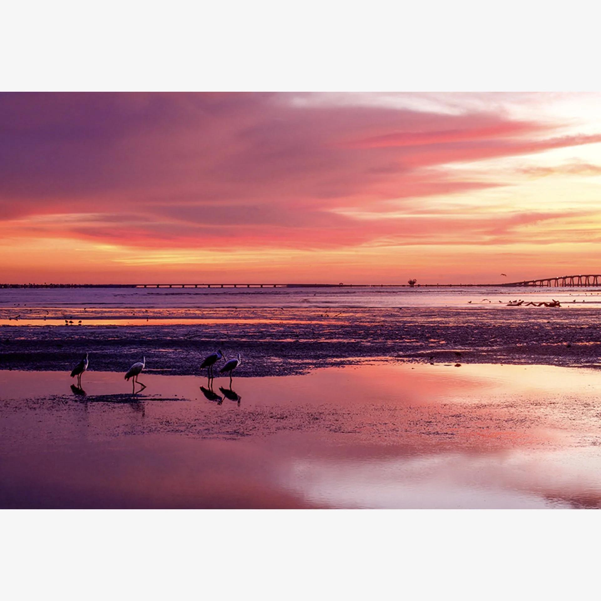 4218-Sunset Watchers WEB.jpg