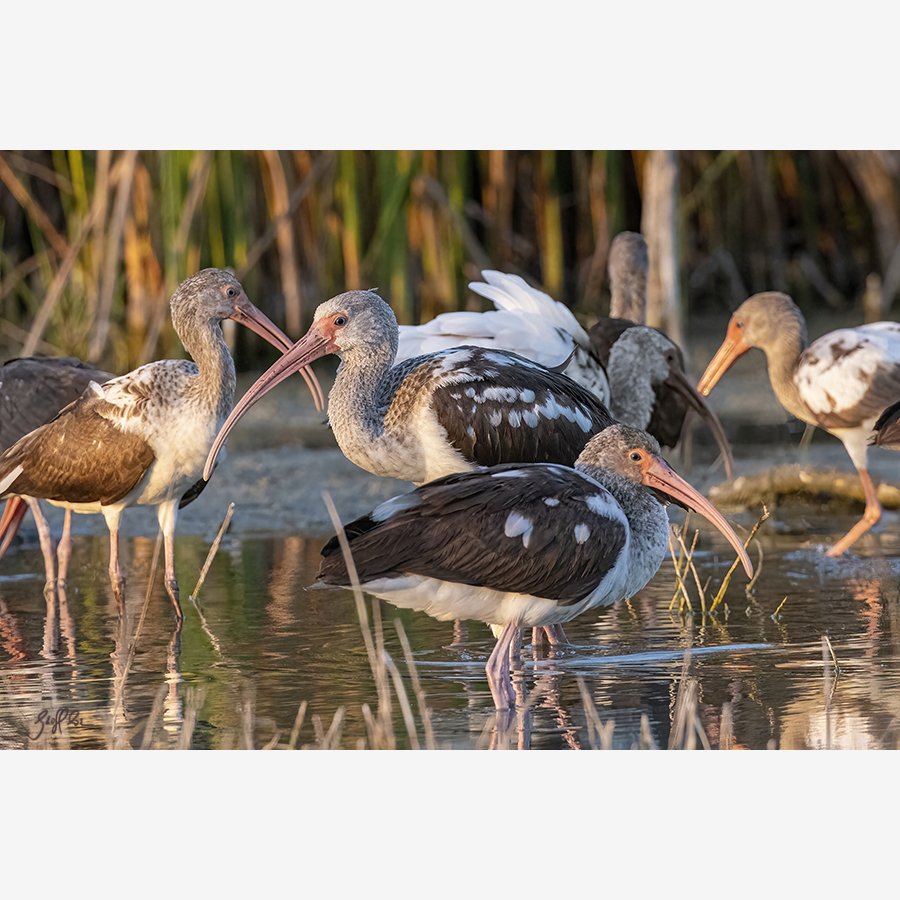 Gallery & Store — Wild Images Florida