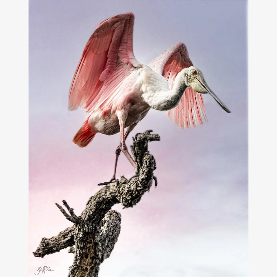 4204-Spoonbill Perch web.jpg
