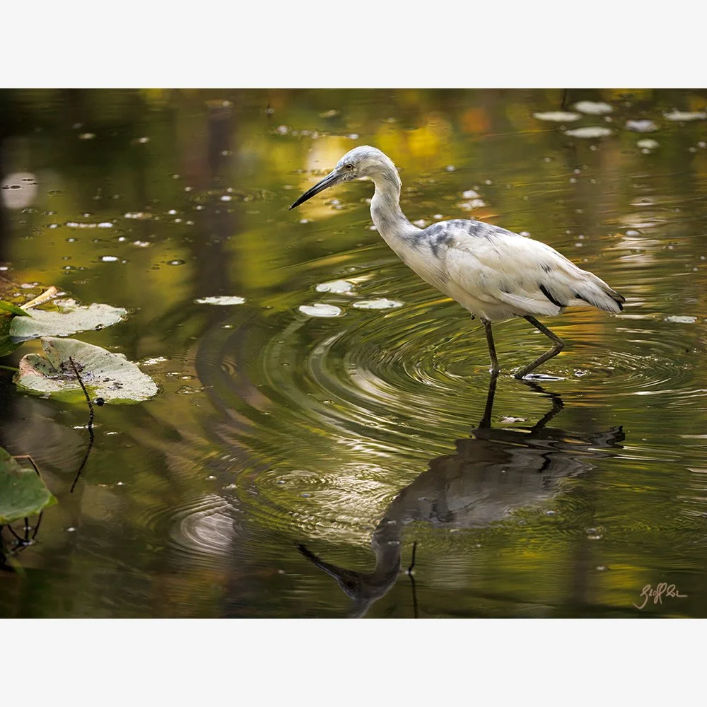 4104web-LBH_Juvy Solitude_D7A5921 copy.jpg