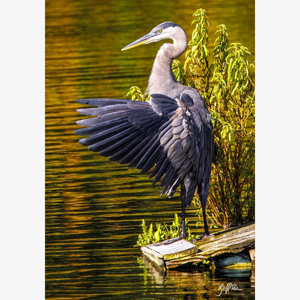 4209-Dockside GBH 7x10 copy.jpg