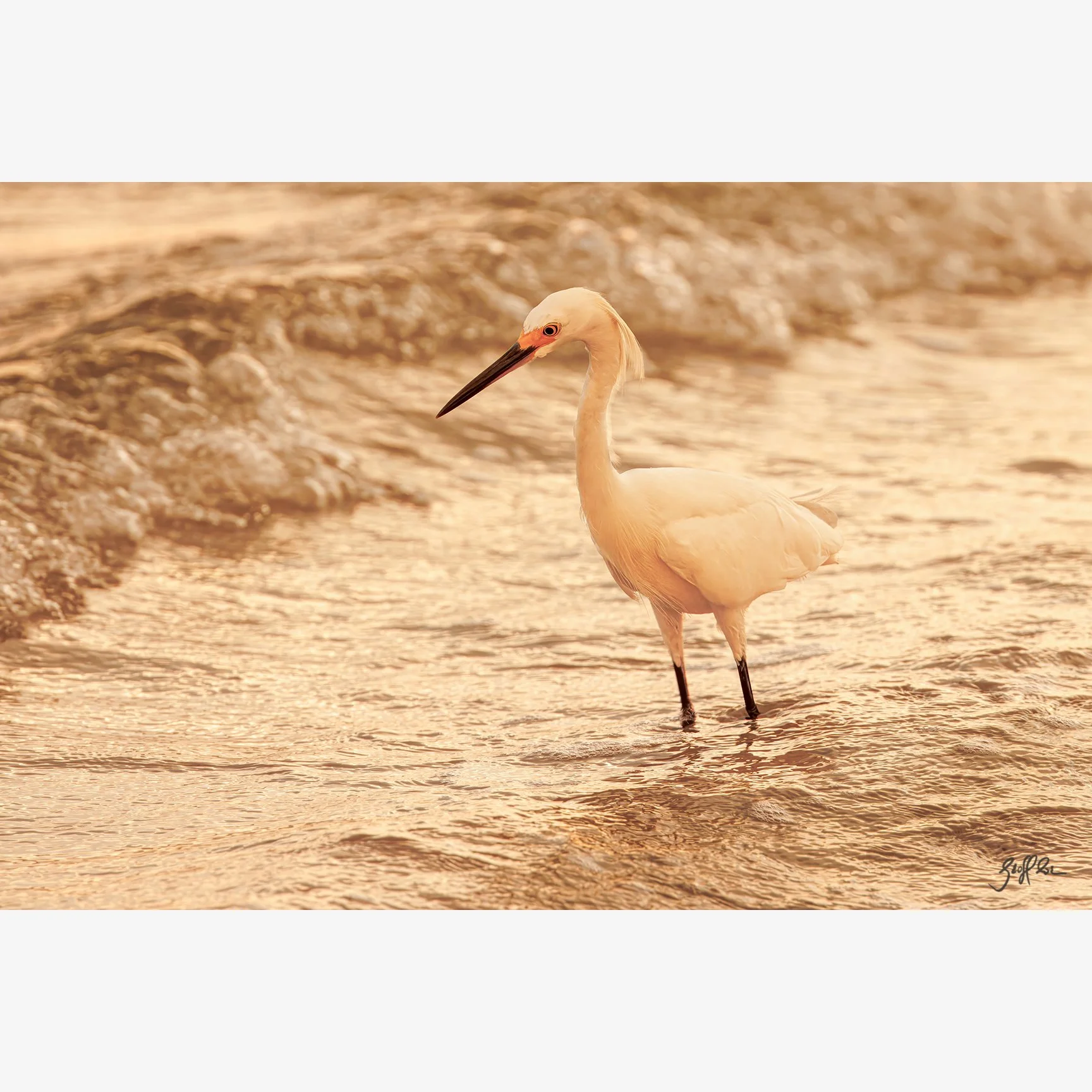4109-SurfsideSnowy_D7A9230 copy.jpg