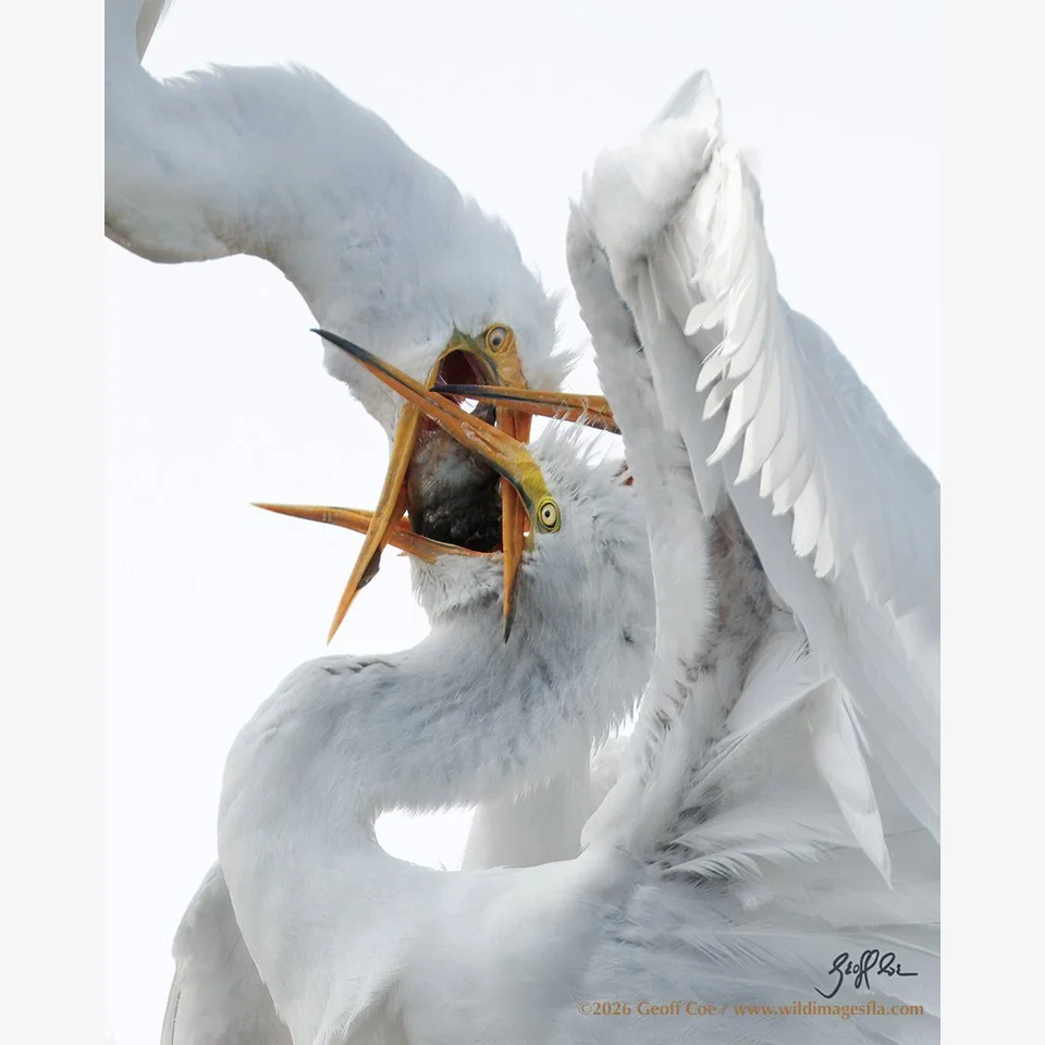 GreatEgretFeeding_D7A6572 copy 2.jpg