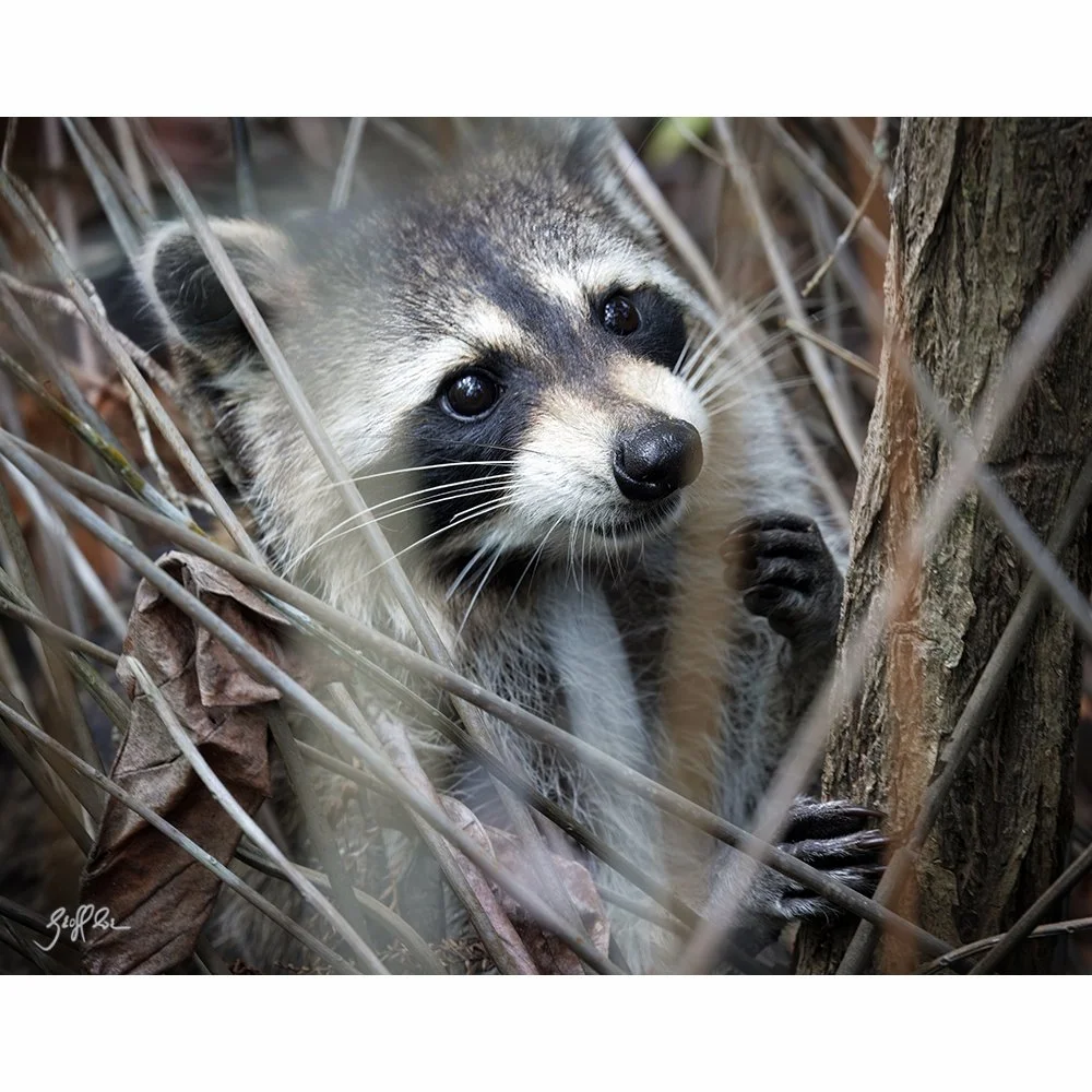4201-Cute Raccoon-WIF.jpg