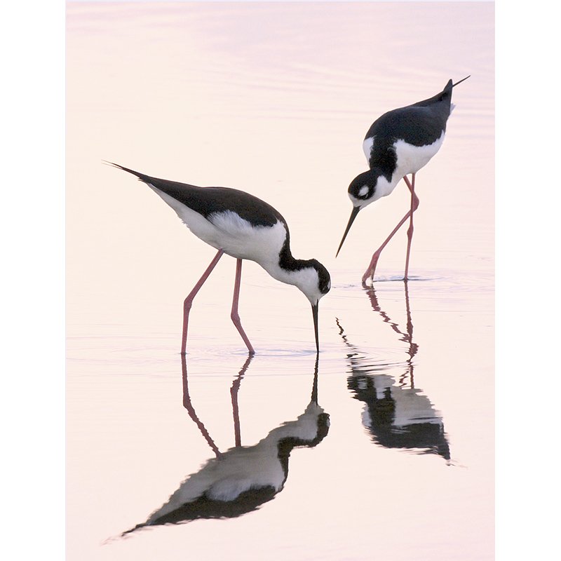 312-Stilts-800 px square-web.jpg