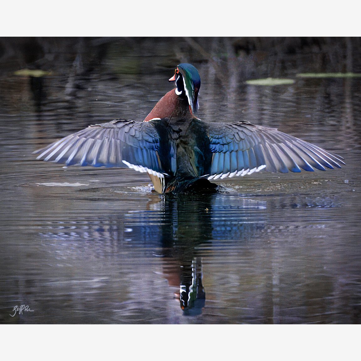 4038-Wood Duck Courtship Disp.jpg