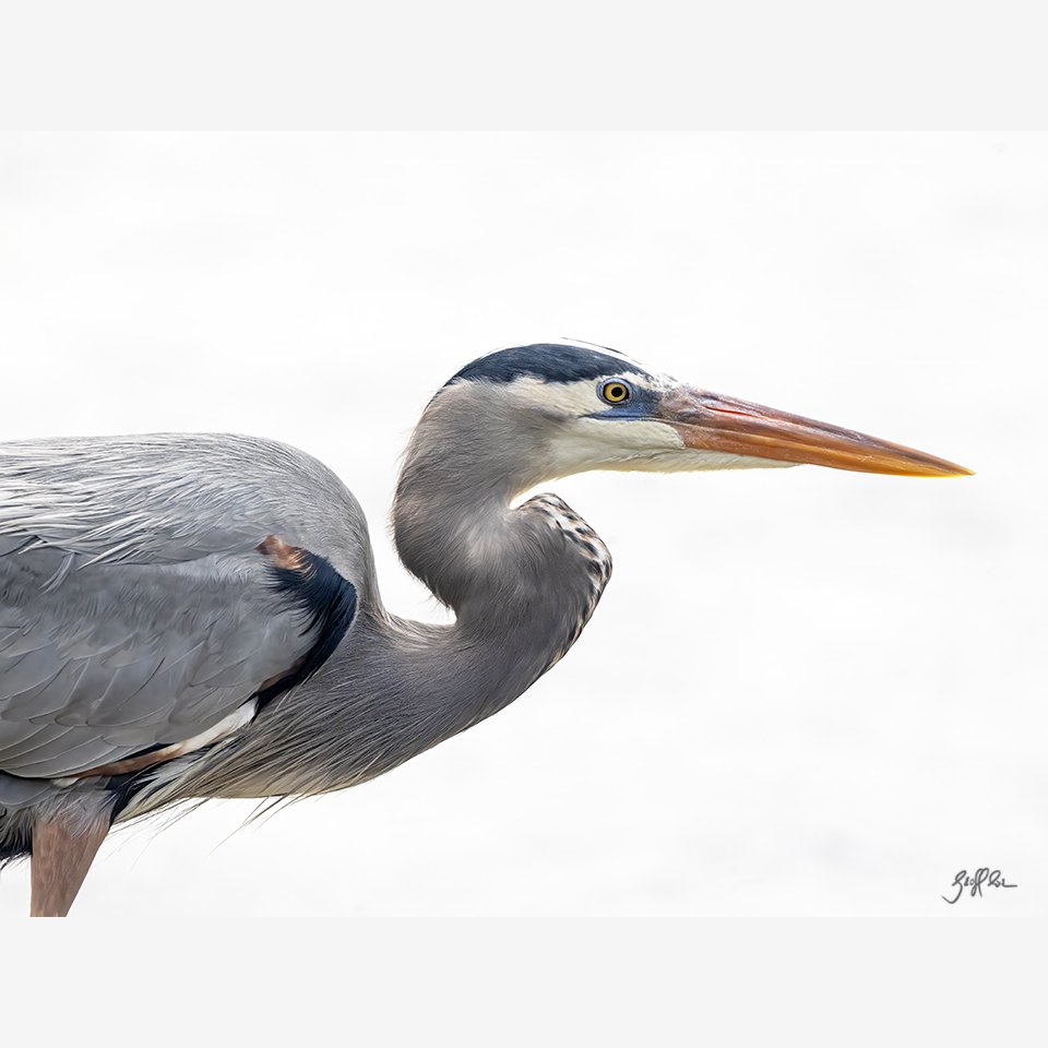WEB-4006-GBH. Headshot_D7A7890.jpg