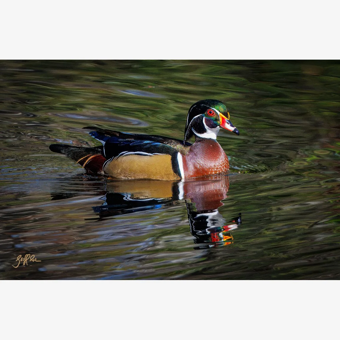 4147-Wood Duck Drake