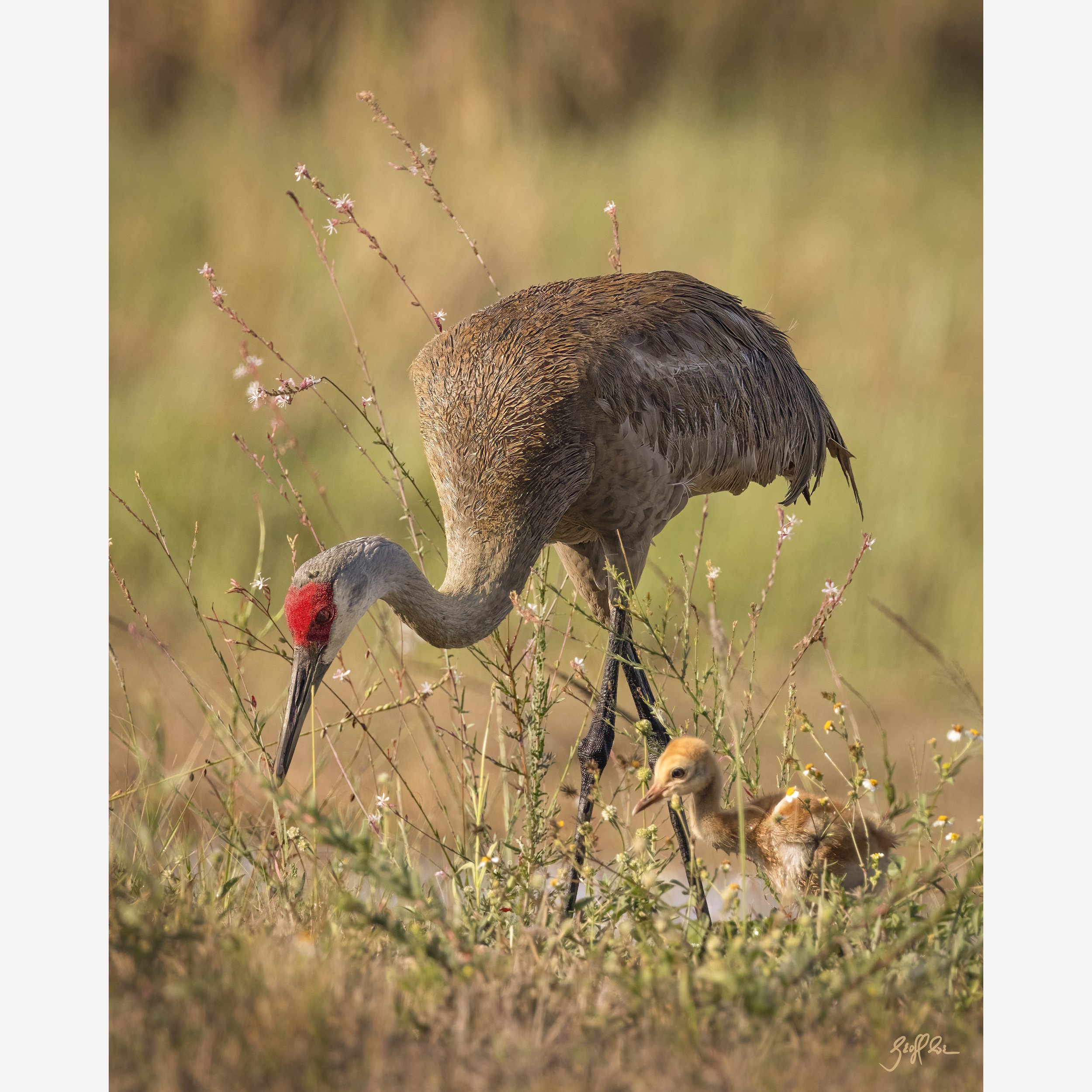 2904-Morning Stroll-web.jpg