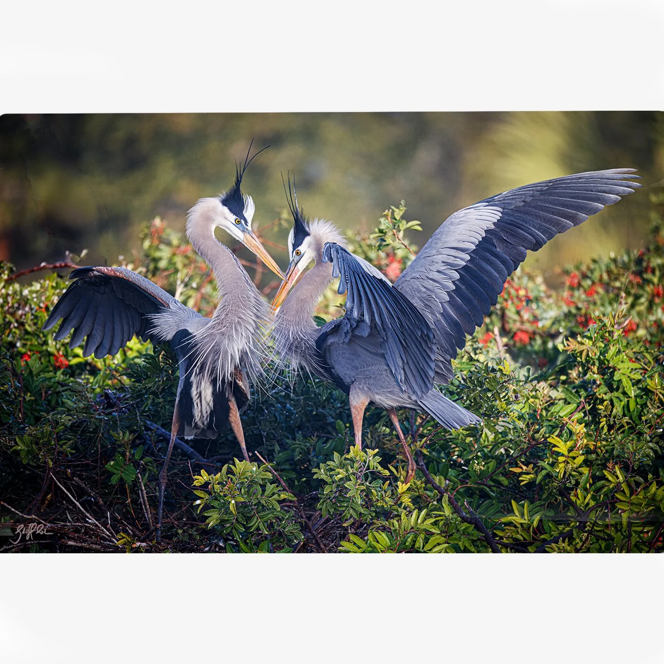 GBH Courtship Bow-NEW-WEB.jpg