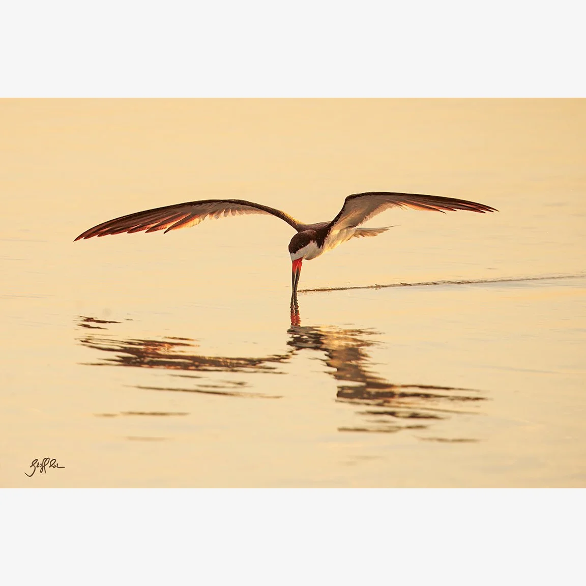 4106-perf balance skimmer_D7A9757 copy 2.jpeg