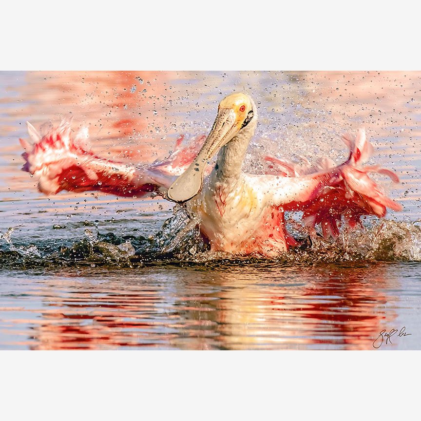 222-SplishSplash2022-website.jpg
