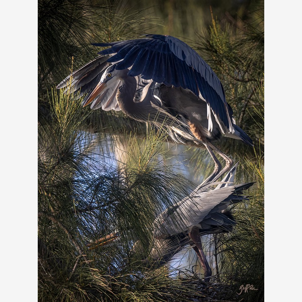 4025-Balancing Act_D7A2903-GBH matingFIN.jpg