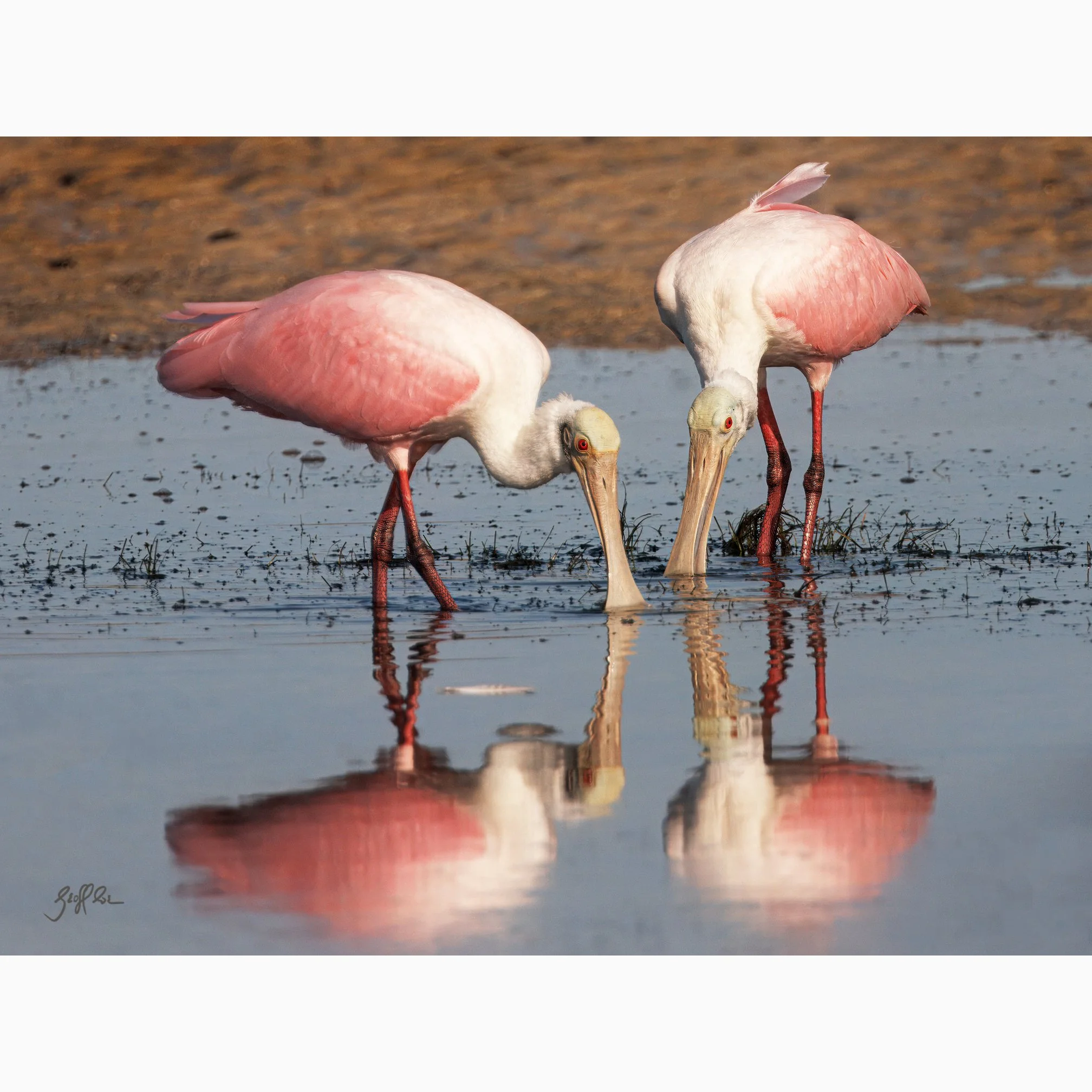 4108-Mirror Image Spoonbills.jpg