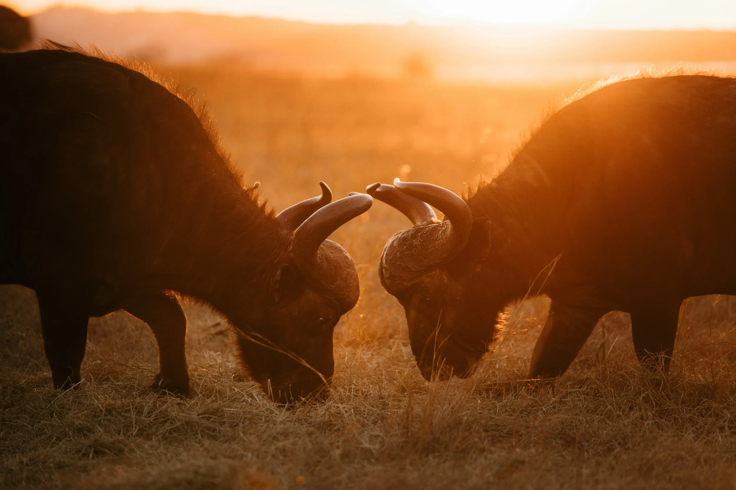 The importance of conflict in fiction (and how to create conflict in your writing)