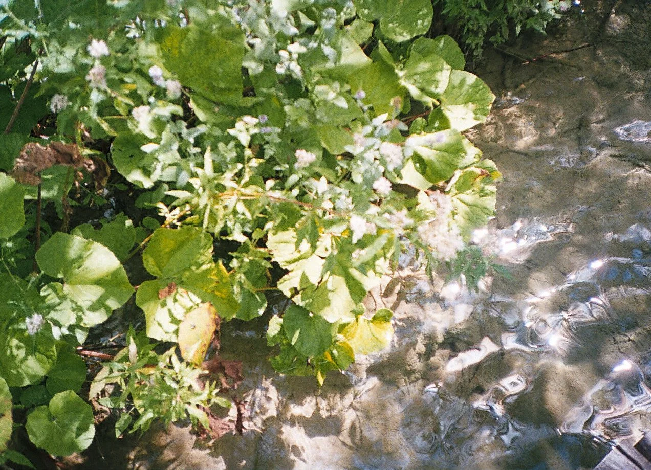 Healing the Emotional Body 