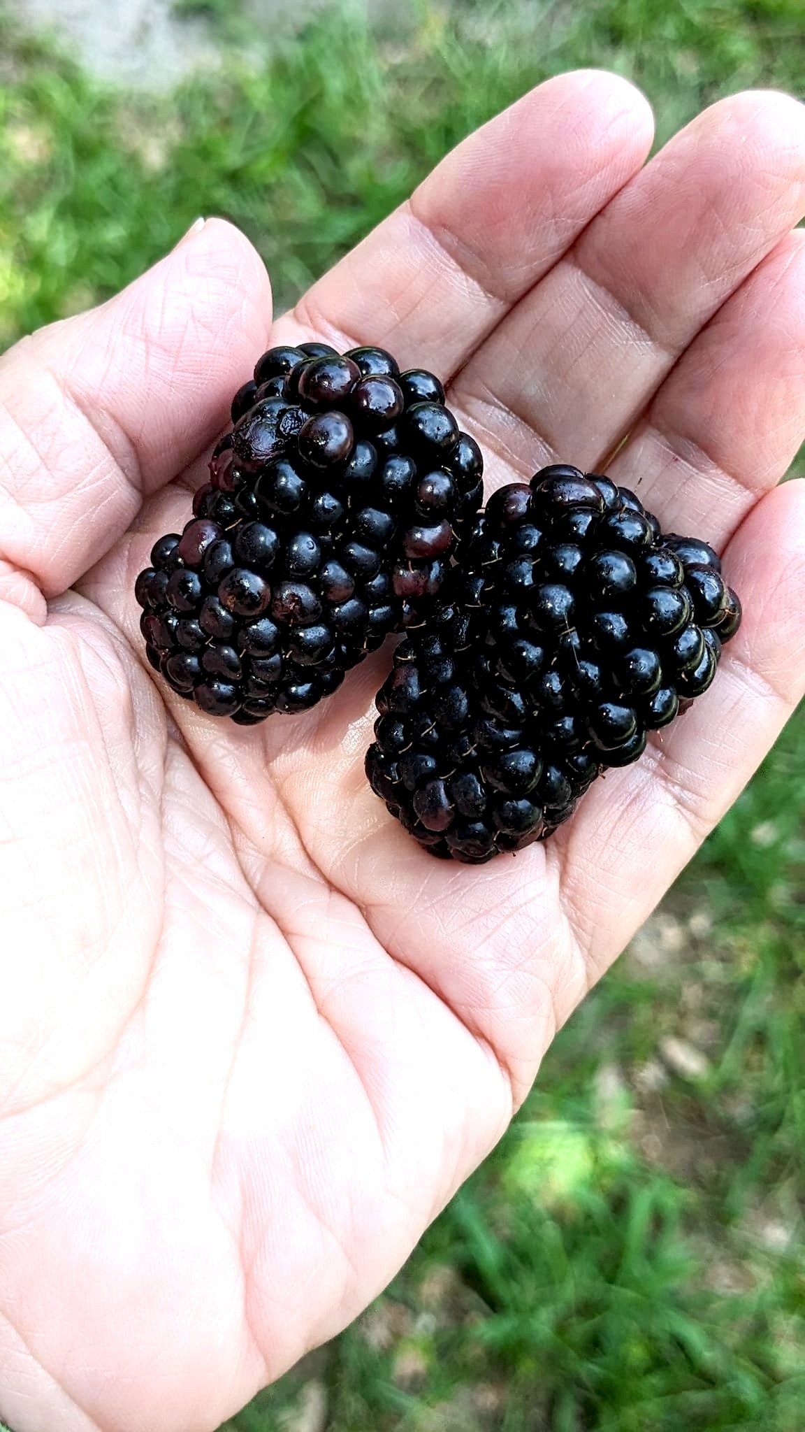 blackeberries+in+hand.jpg