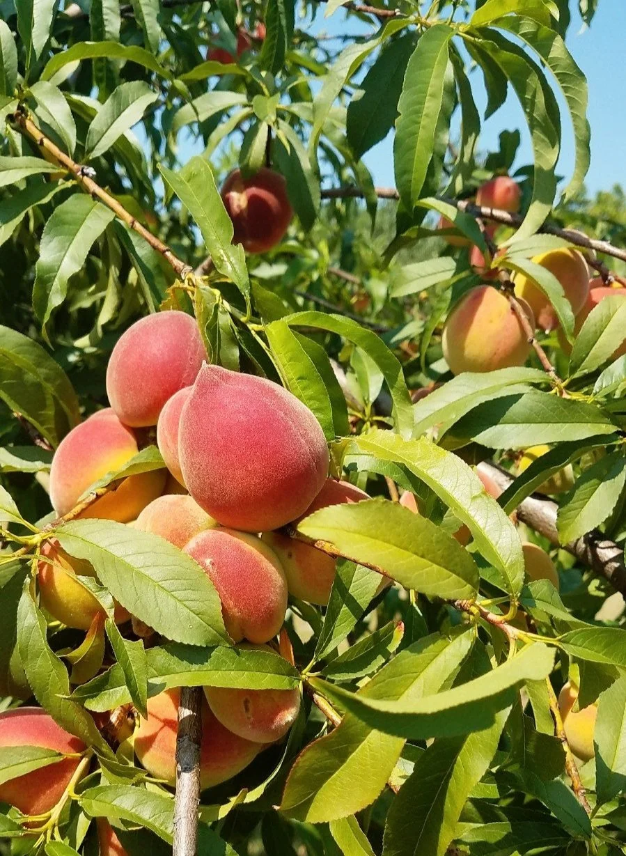 South Carolina Peaches on Tree