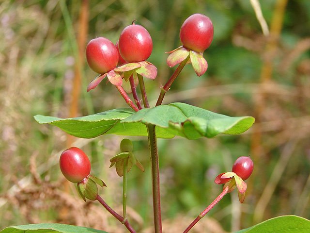Hypericum berry.jpg