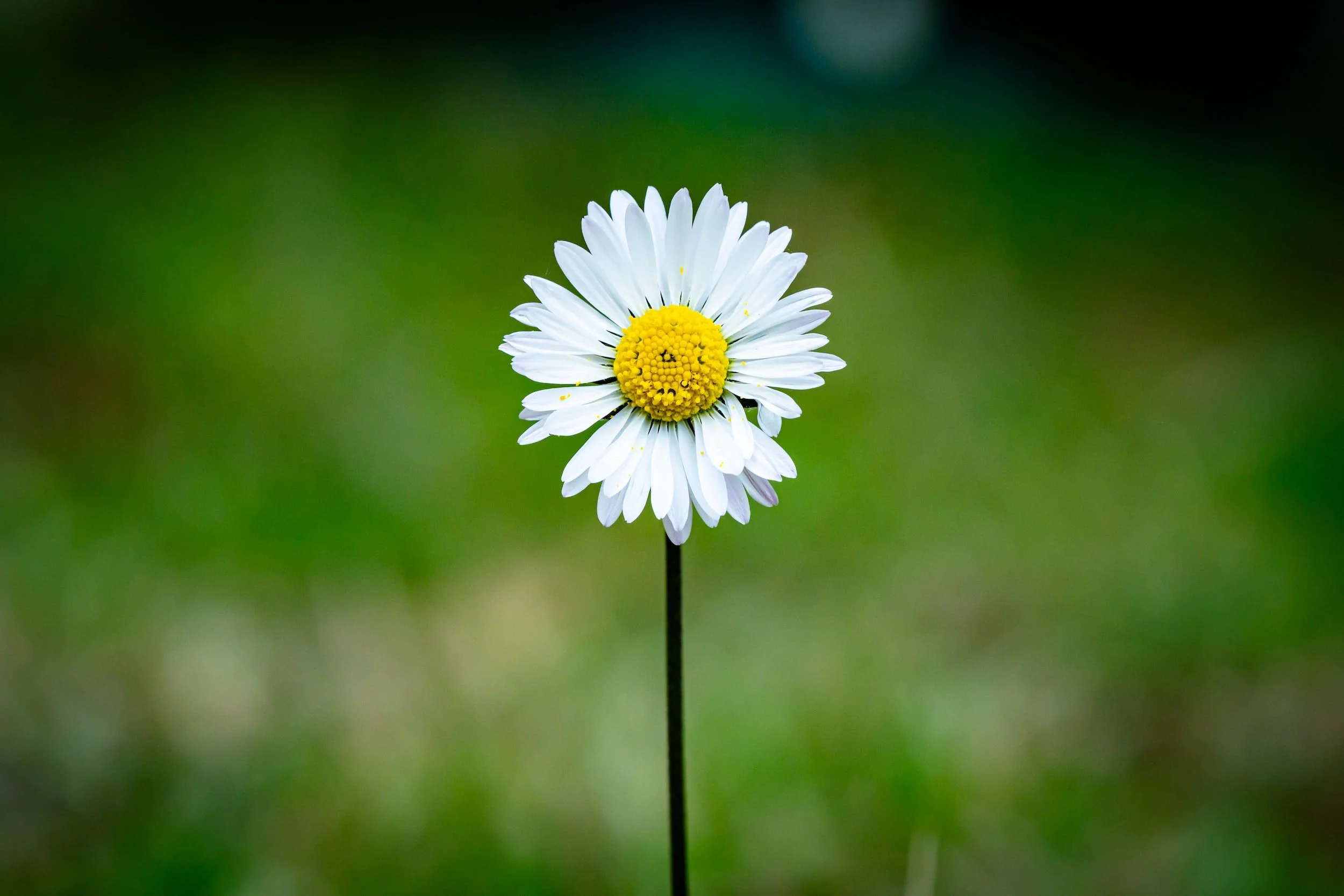 11 tips for being a more sustainable as a florist