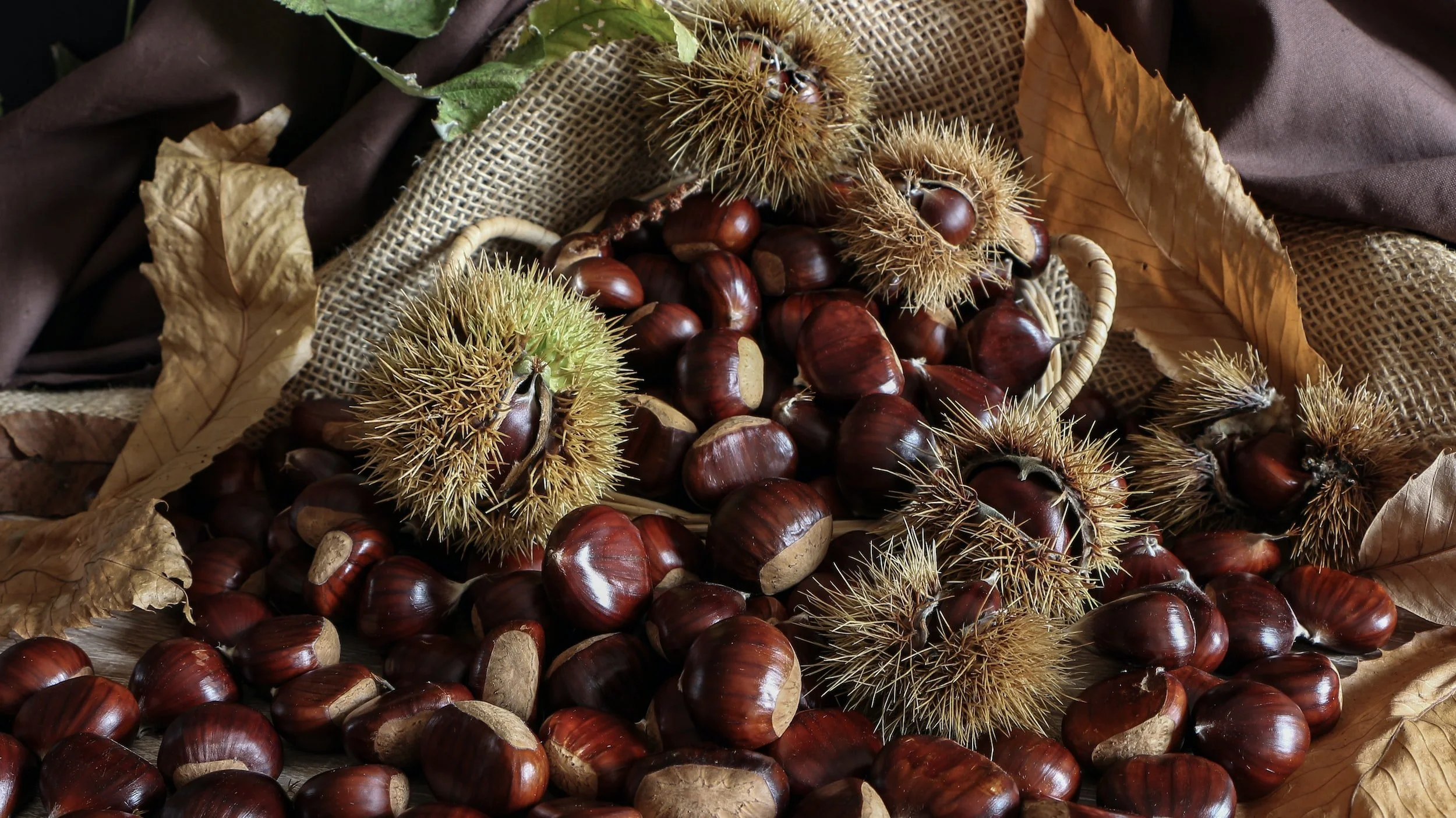 How to wire chestnuts for flower arrangements