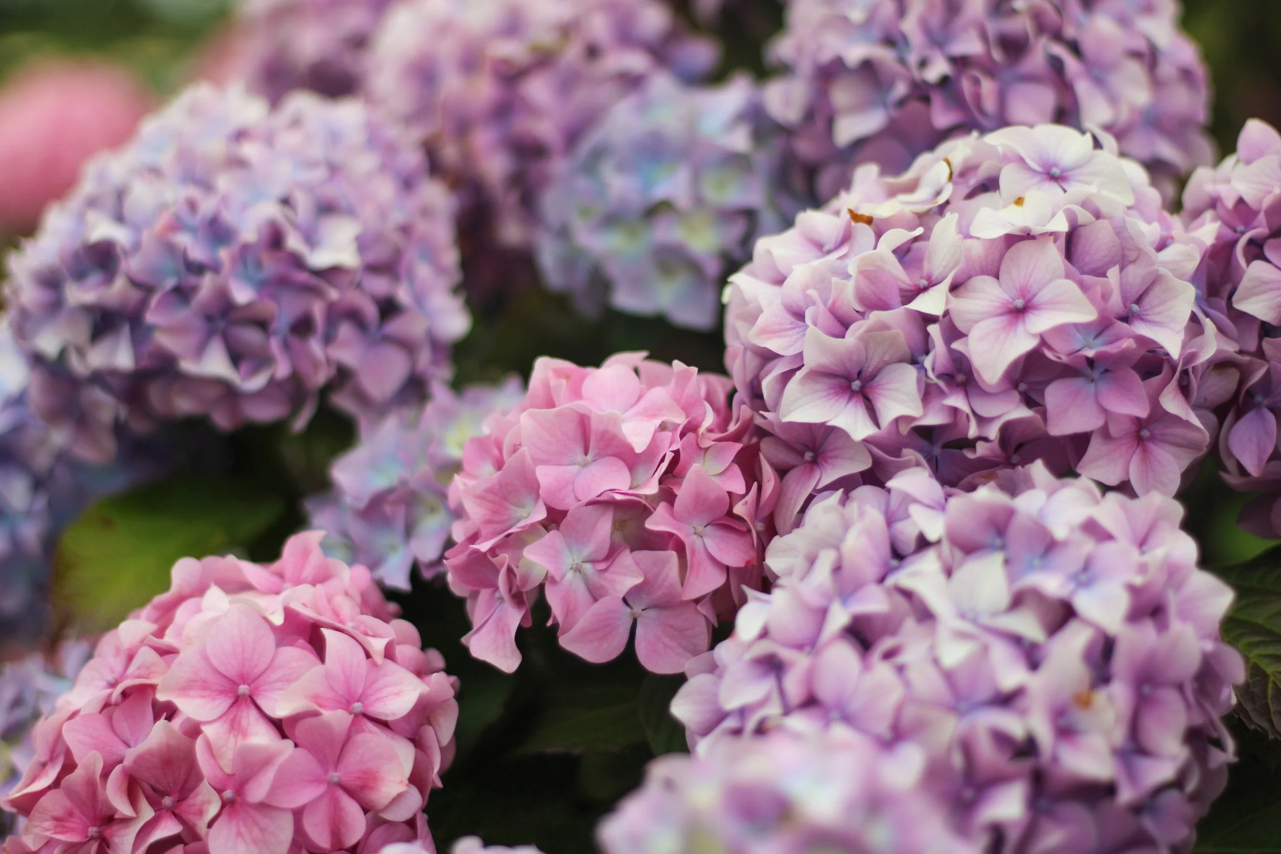 How to Prolong the Life of Hydrangeas