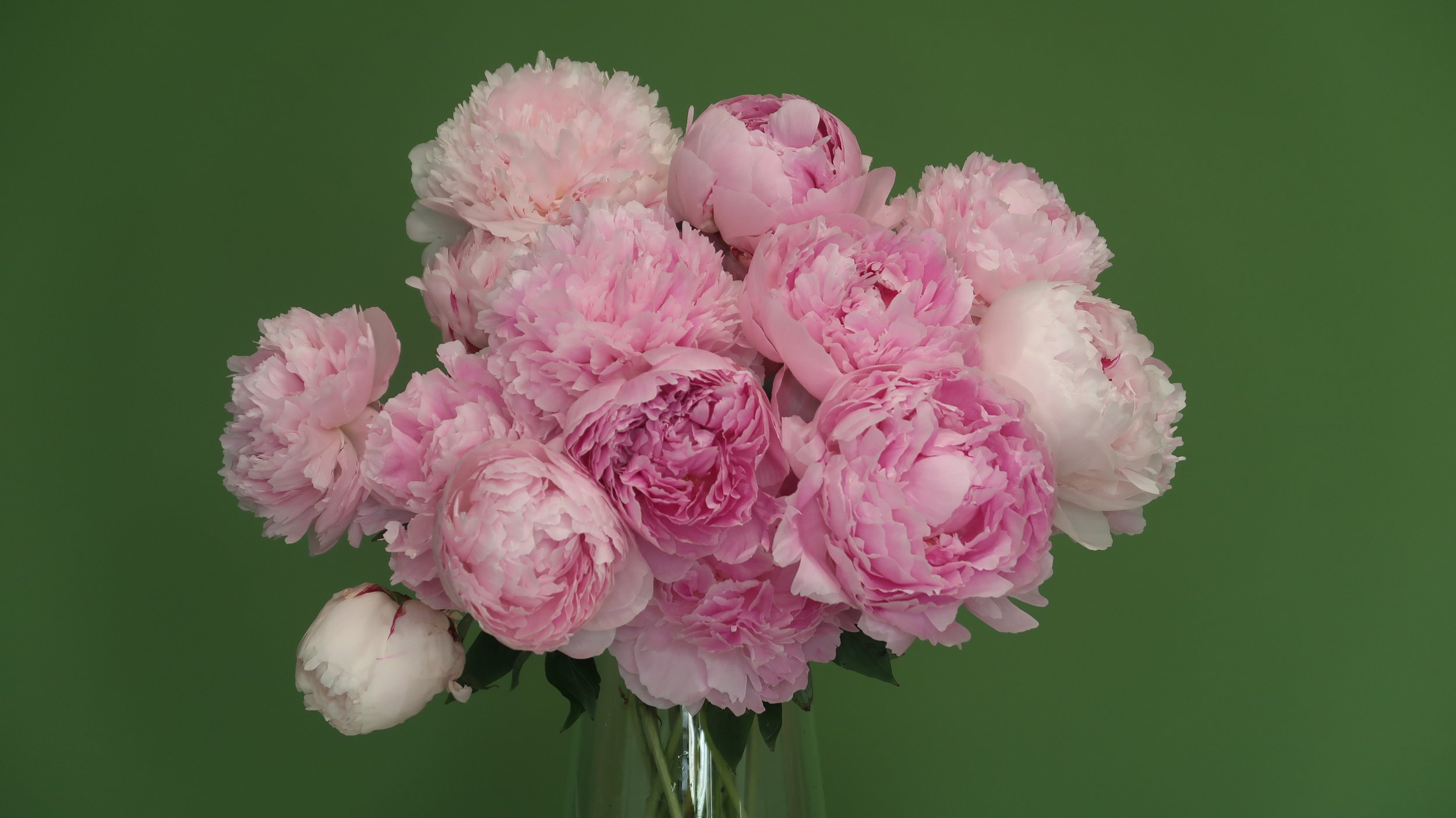 Janette from kays flower school talks all about peonies and how to get them open fast  (11).JPG