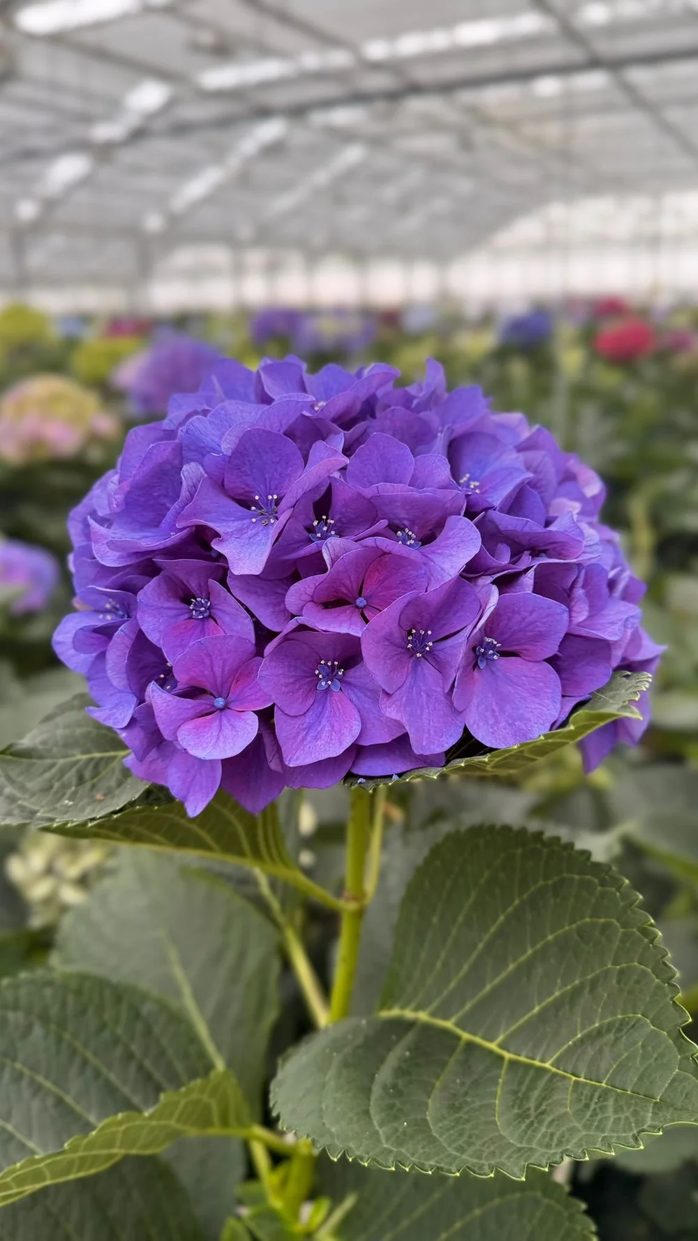 Janette and Deirdre from Kays Flower School visit a Hydrangea Breeder on a recent visit to the Netherlands  (7).jpeg