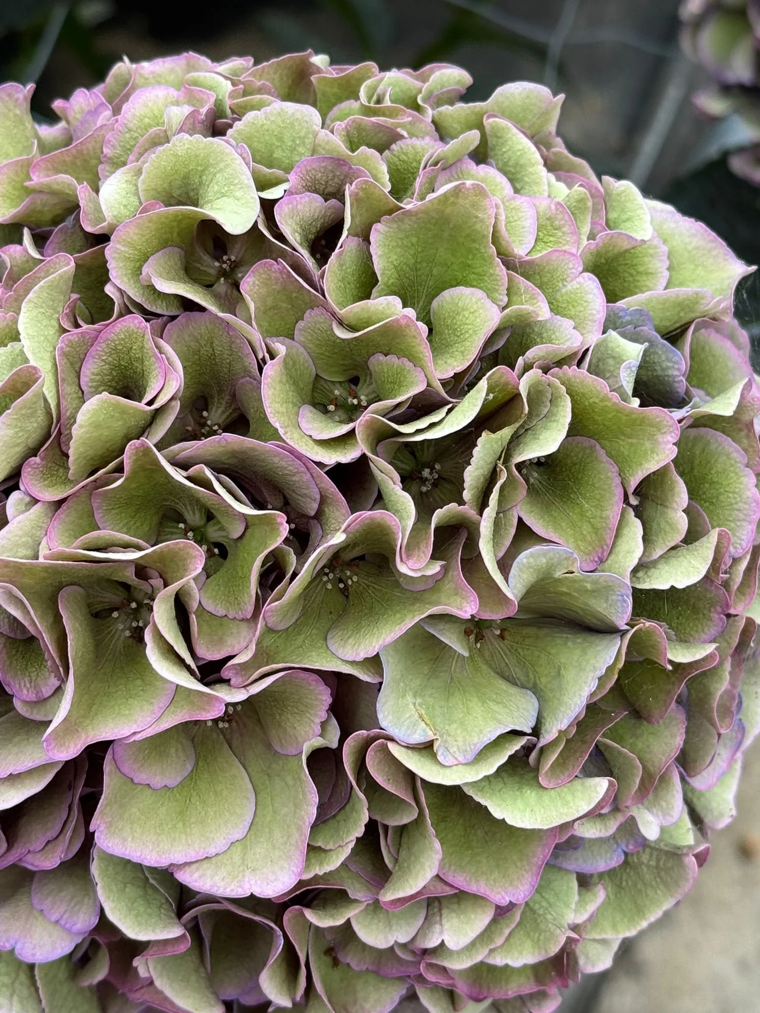 Kays Flower School visit a Hydrangea Breeder in Holland and show you some of the cool varieties they are developing  (9).jpeg