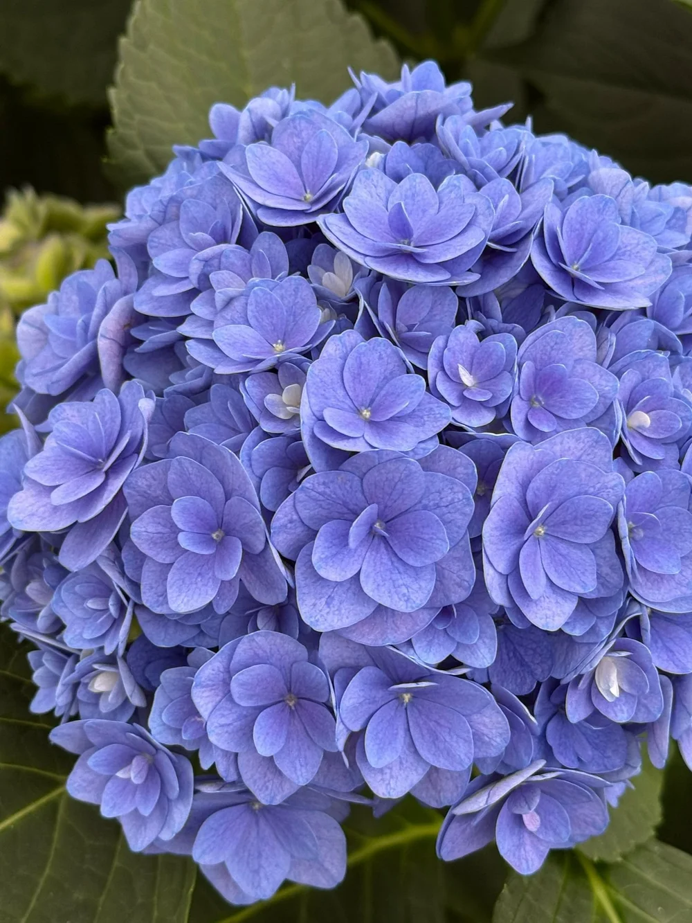 Kays Flower School visit a Hydrangea Breeder in Holland and show you some of the cool varieties they are developing  (10).jpeg