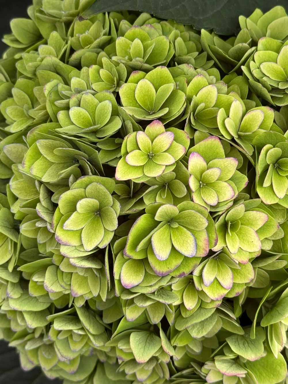 Kays Flower School visit a Hydrangea Breeder in Holland and show you some of the cool varieties they are developing  (11).jpeg