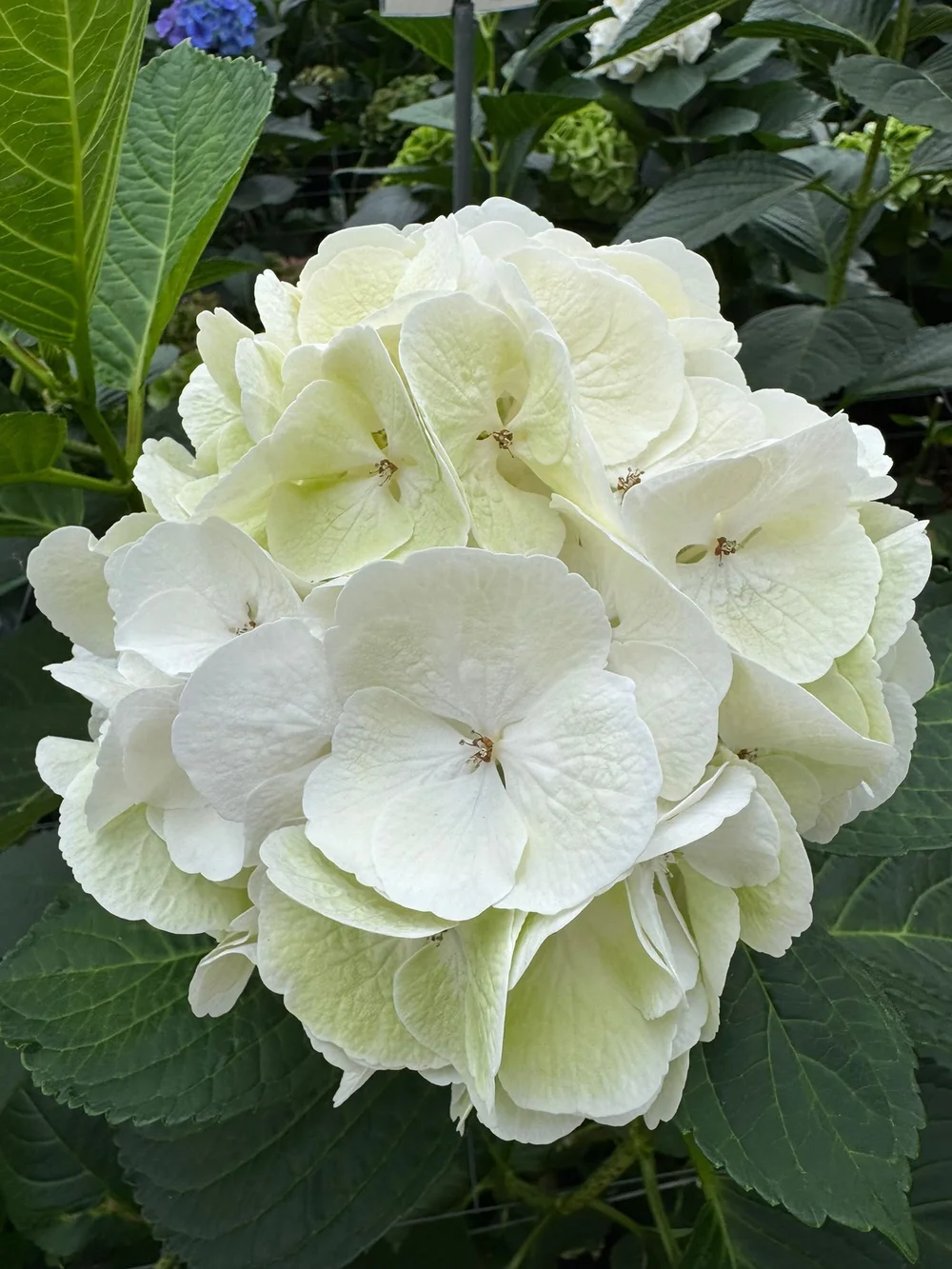 Kays Flower School visit a Hydrangea Breeder in Holland and show you some of the cool varieties they are developing  (15).jpeg
