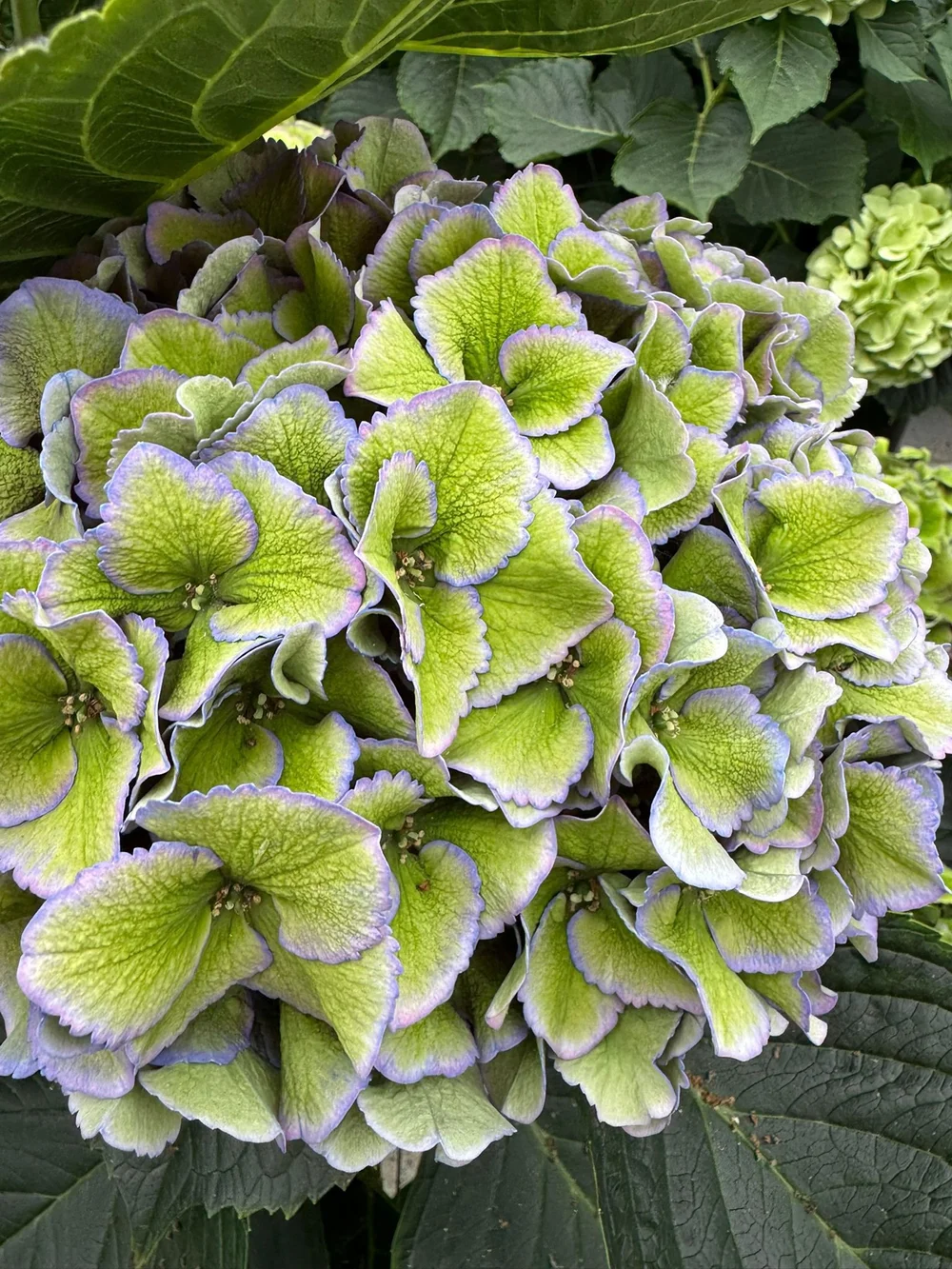 Kays Flower School visit a Hydrangea Breeder in Holland and show you some of the cool varieties they are developing  (16).jpeg