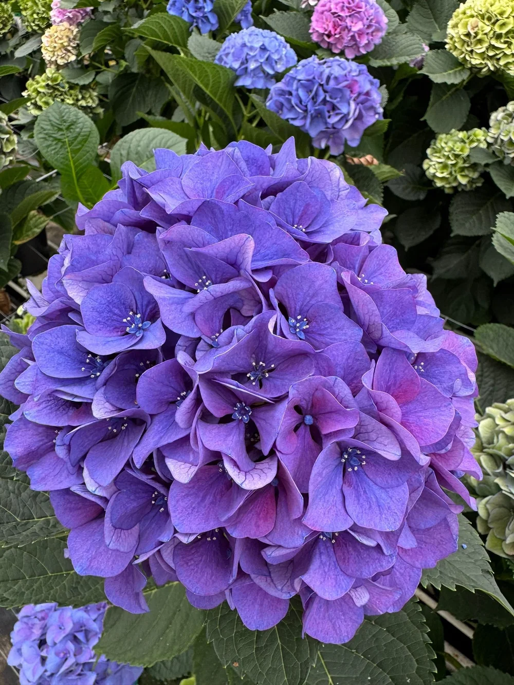 Kays Flower School visit a Hydrangea Breeder in Holland and show you some of the cool varieties they are developing  (18).jpeg